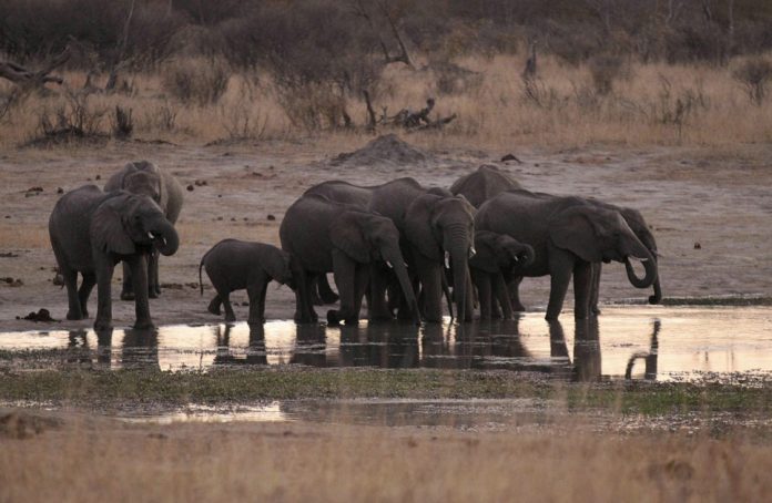 A herd of elephants gather at a water hole in Zimbabwe's Hwange National Park