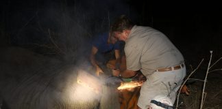Elephant tyre rescue at Matetsi Private Game Reserve, Victoria Falls