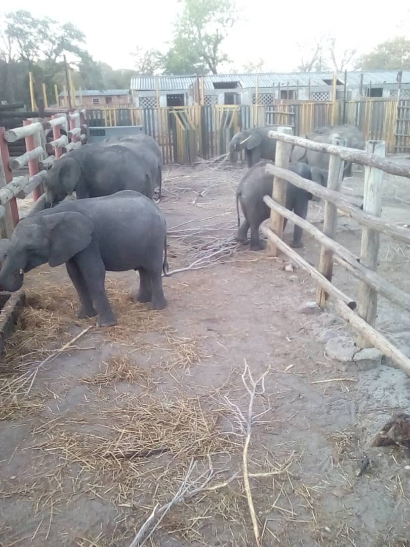 baby-elephants-from-zimbabwe-to-china-zoo