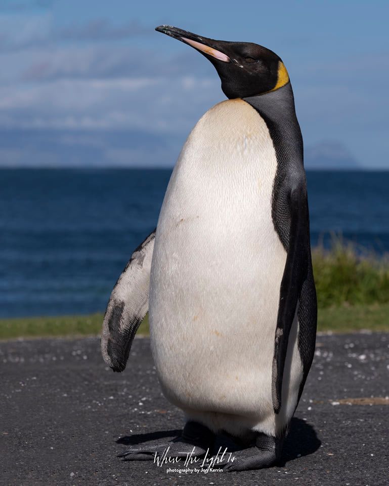 king penguin cape point photographer south africa