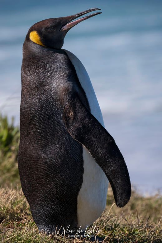 king penguin cape point photographer south africa