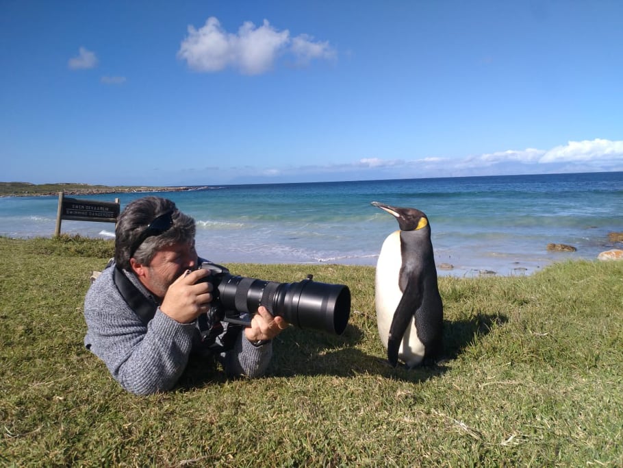 king penguin cape point photographer south africa