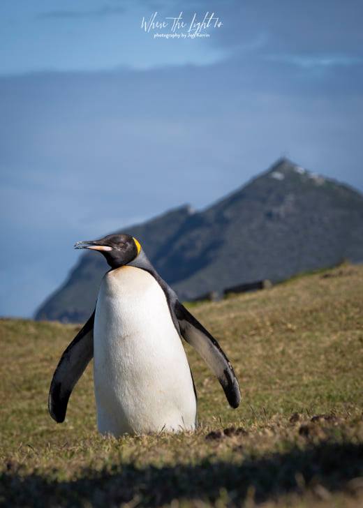king penguin cape point photographer south africa