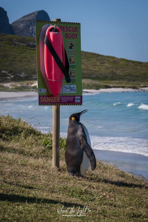 king penguin cape point photographer south africa