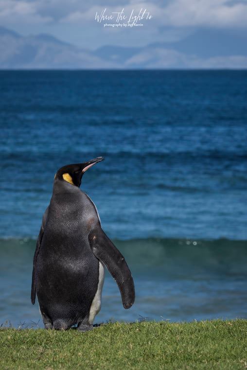 king penguin cape point photographer south africa