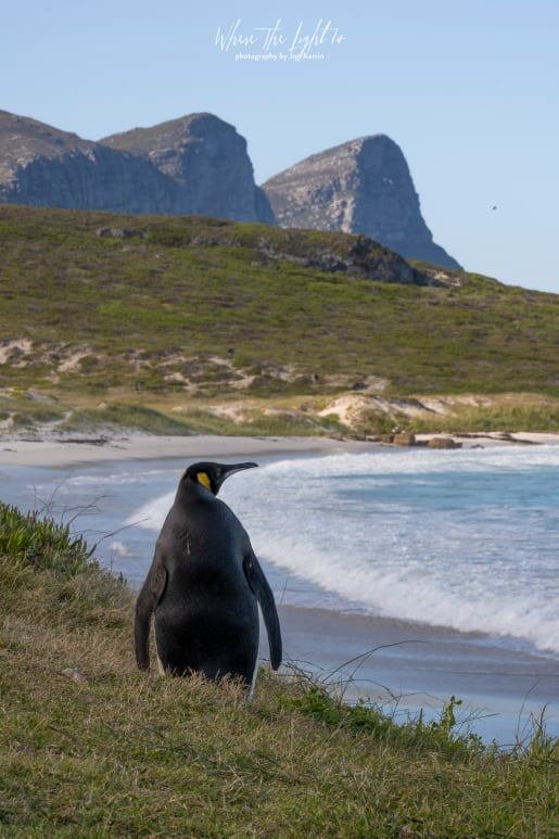 king penguin cape point photographer south africa