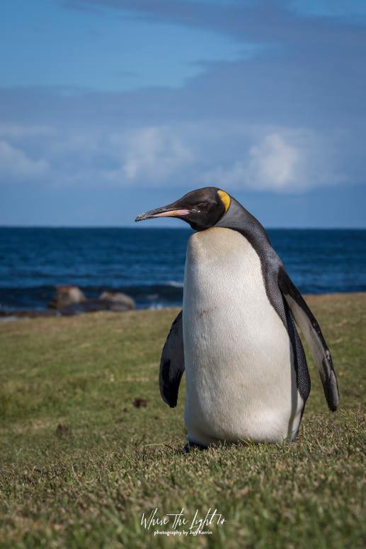 king penguin cape point photographer south africa