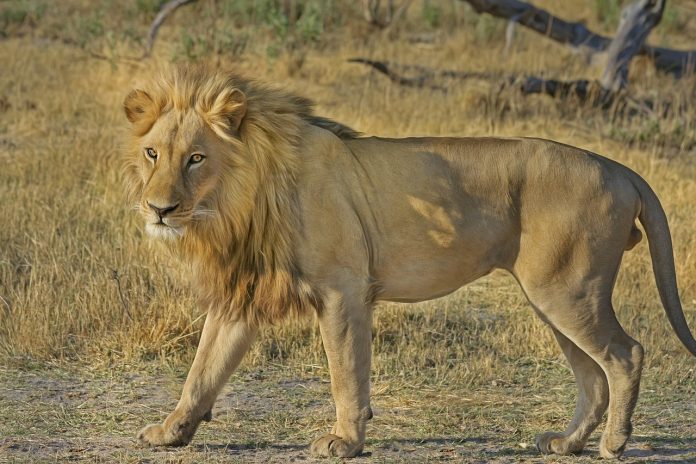 lion africa bones lion bones south africa