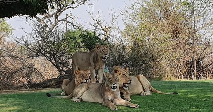 lions-skukuza-golf-course-south-africa