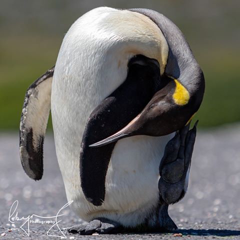 percy king penguin south africa 6