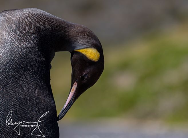 percy king penguin south africa 6