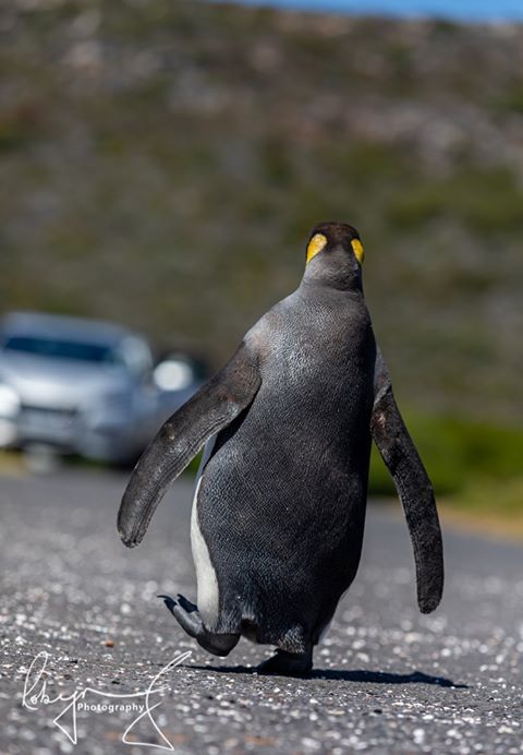 percy king penguin south africa 6