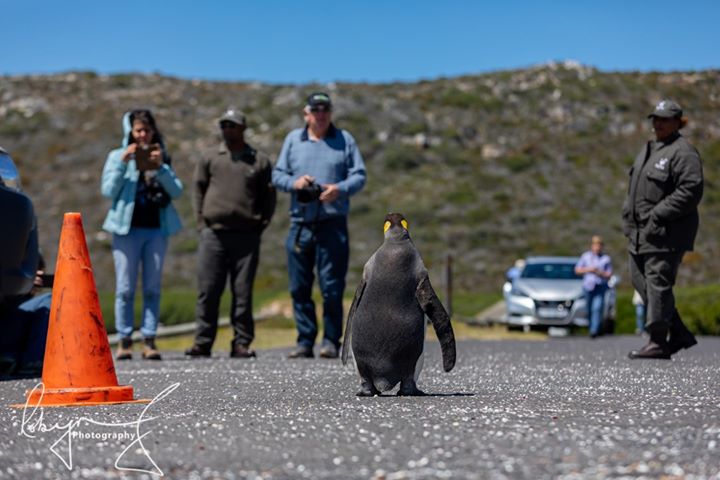 percy king penguin south africa 6