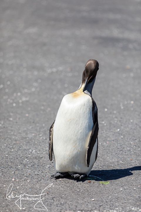 percy king penguin south africa 6