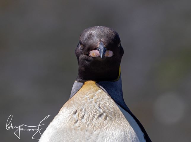 percy king penguin south africa 6