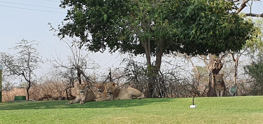 Lions laze in the shade at Skukuza Golf Club