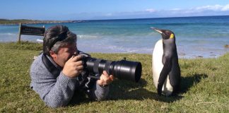 king-penguin-cape-point--photographer-w2south-africa-2