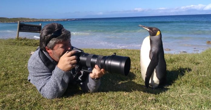 th-king-penguin-cape-point--photographer-w2south-africa-2 king-penguin-cape-point--photographer-w2south-africa-2