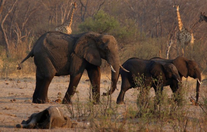 zimbabwe elephant relocation