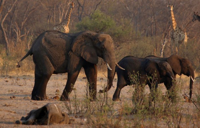 FILE PHOTO: A group of elephants and giraffes walk near a carcass of an elephant at a watering hole inside Hwange National Park zimbabwe elephant relocation