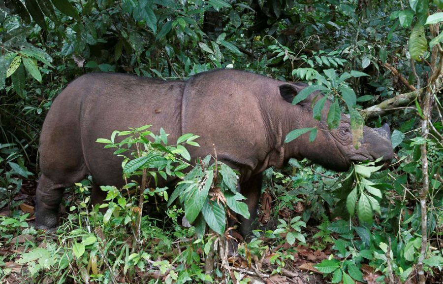 Ratu, a 8 year-old female Sumatran Rhino is seen at the SRS in the Way Kambas National Park