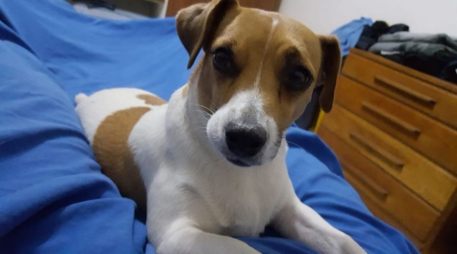 Stolen dog Roodepoort Jack Russell Lara