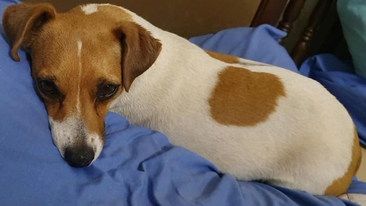 Stolen dog Roodepoort Jack Russell Lara