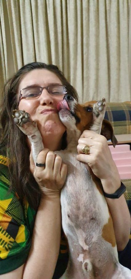 Stolen dog Roodepoort Jack Russell Lara