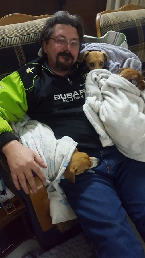 Stolen dog Roodepoort Jack Russell Lara