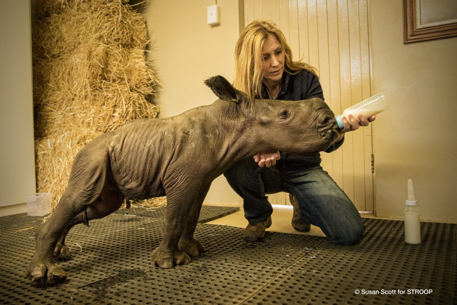 STROOP-Karen_Trendler-feeds-4-day-old-calf-South-Africa © Susan Scott