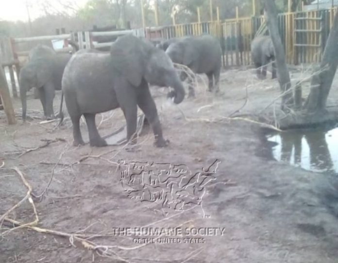 elephants