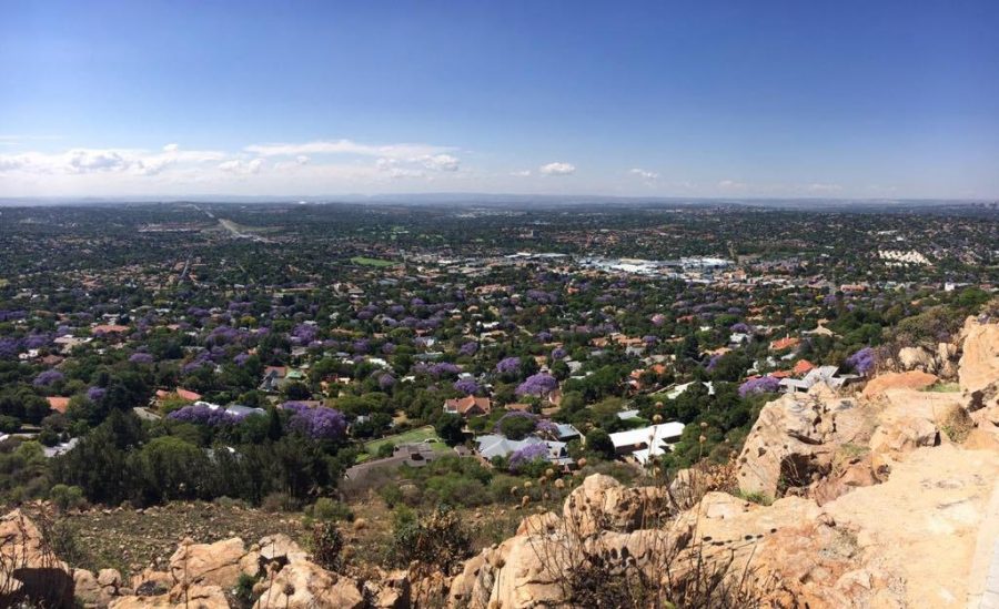 johannesburg trees south africa