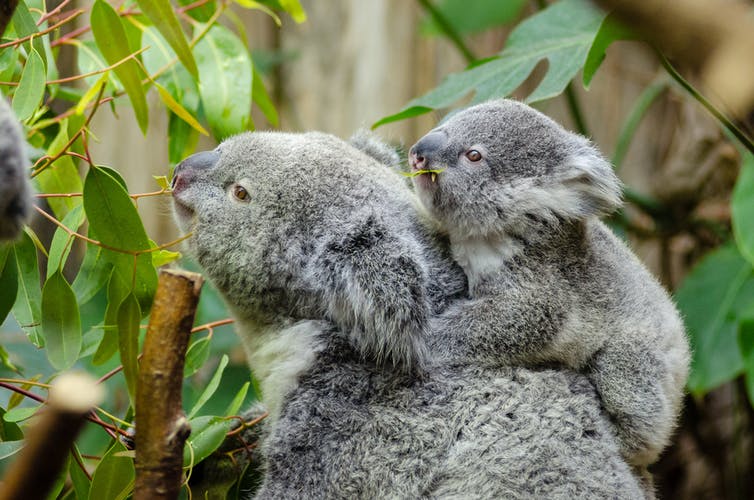 koalas are functionally extinct says report