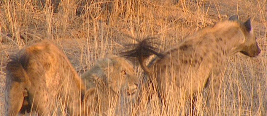lion drought kalahari south africa