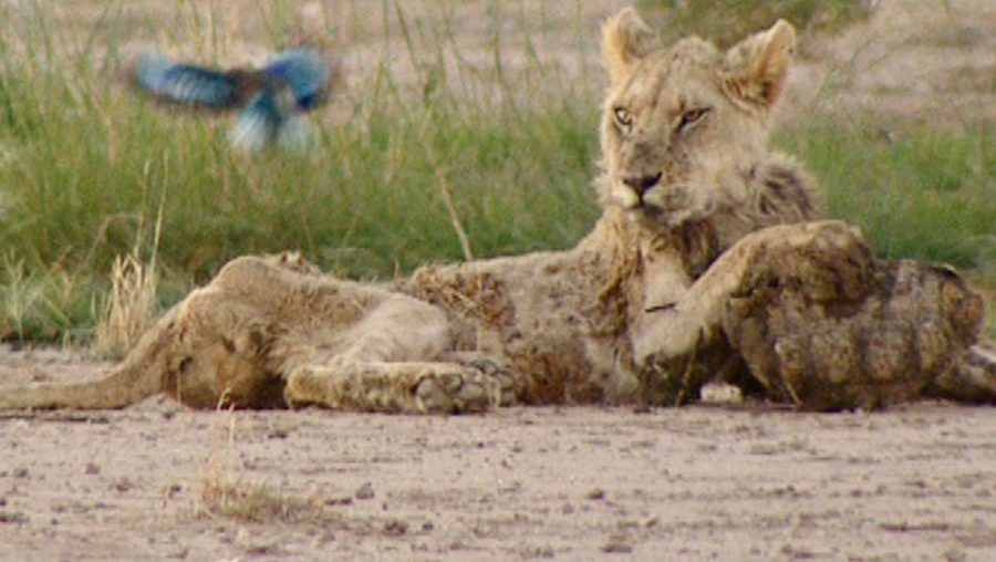 lion drought kalahari south africa