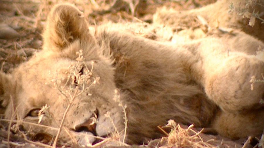 lion drought kalahari south africa