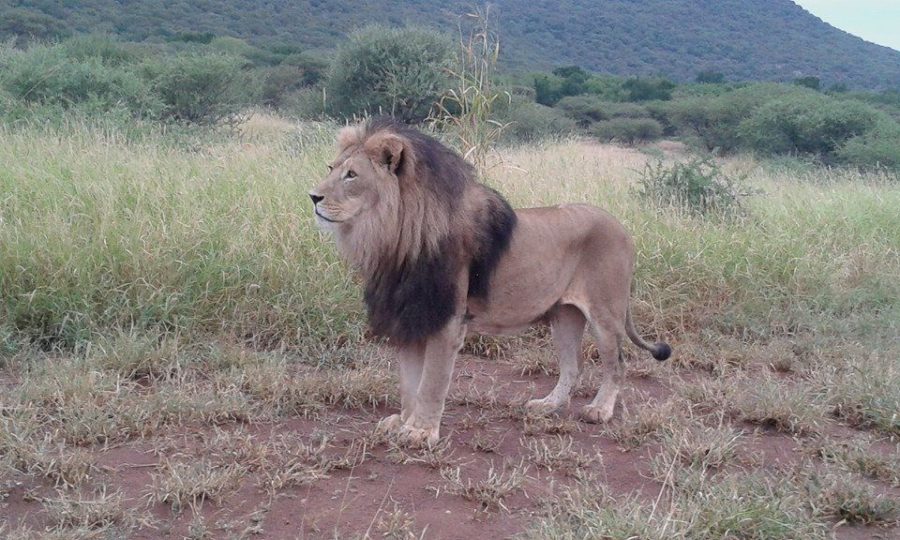 lions killed by poachers in south africa