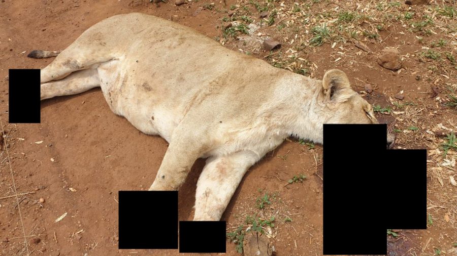 A butchered lioness from Sunward Ranch, South Africa, with its paws and jaws hacked off.