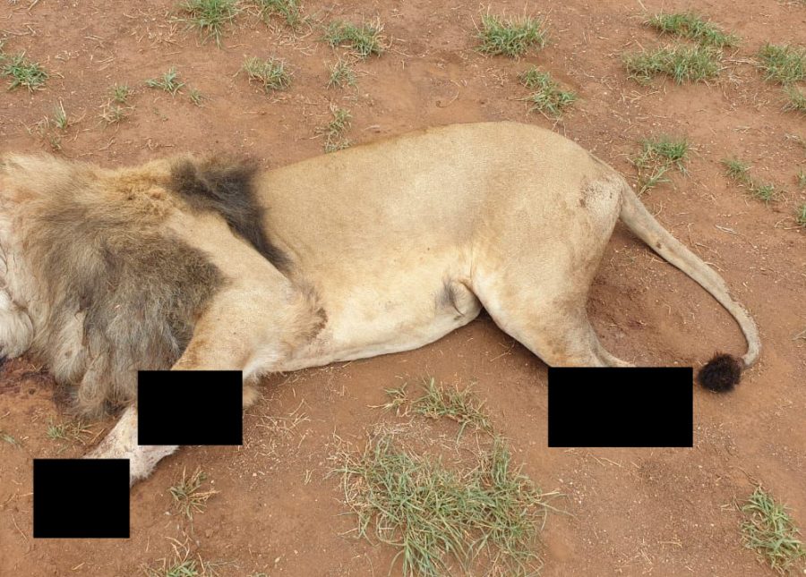Butchered lion Tau, 10 , fromSunward Ranch, South Africa, with its paws and jaws hacked off.