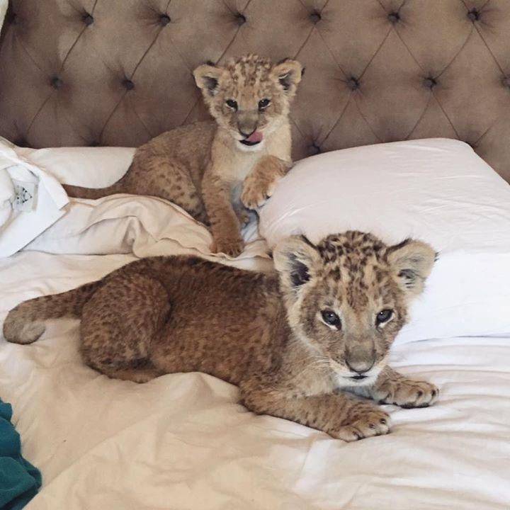 lions killed by poachers in south africa