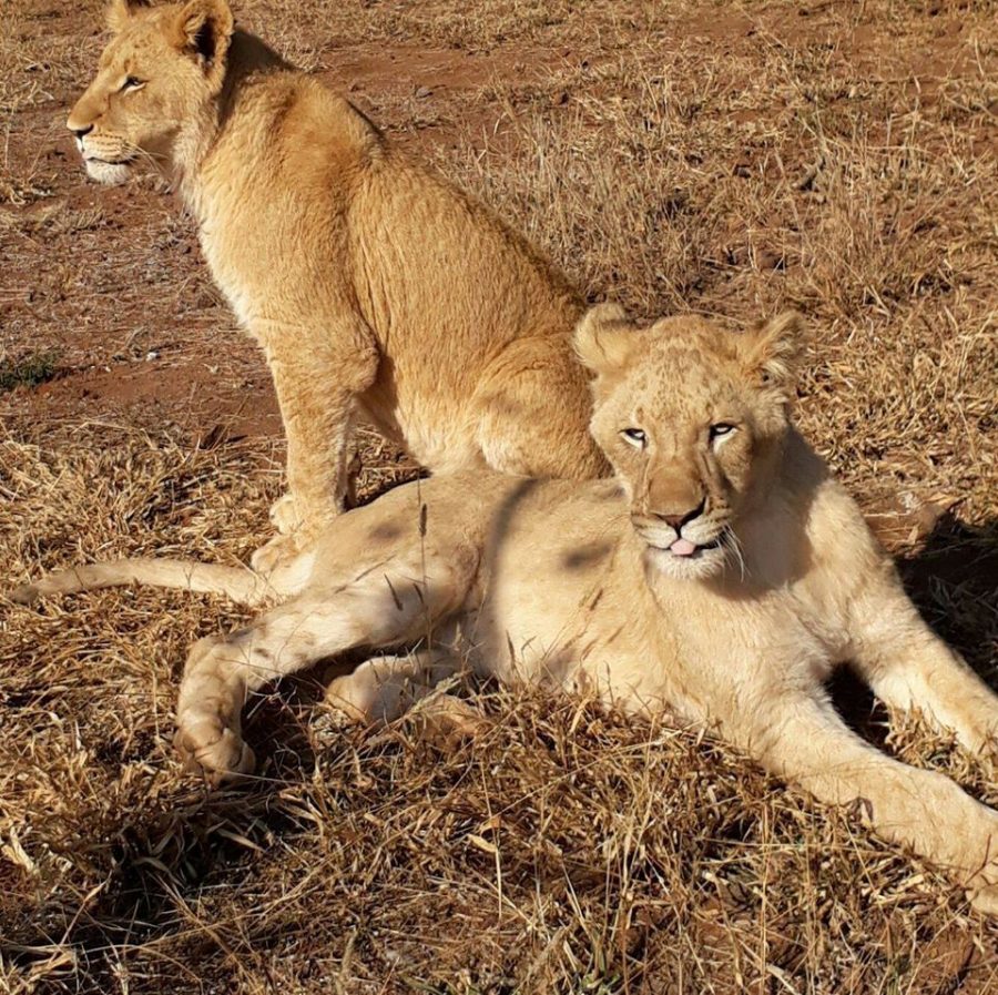 lions killed by poachers in south africa