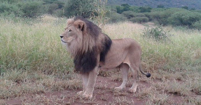 lion-tau-south-africa-11 lion-tau-south-africa