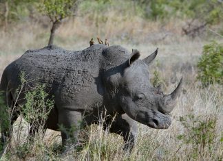 100 rhino horn seized south africa, poachers