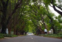 south africa joburg green shoots trees