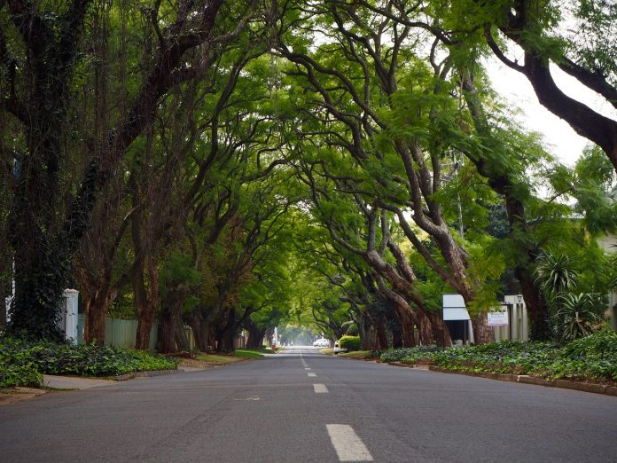 south africa joburg green shoots trees south africa joburg green shoots trees