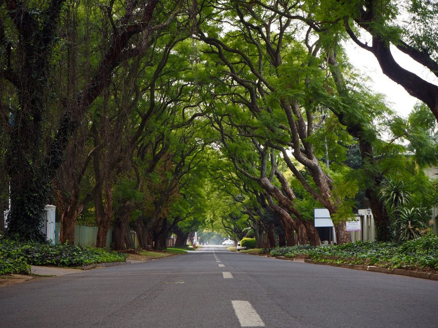 south africa joburg green shoots trees