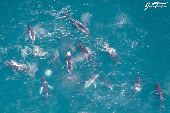 whales hundreds of whales south africa