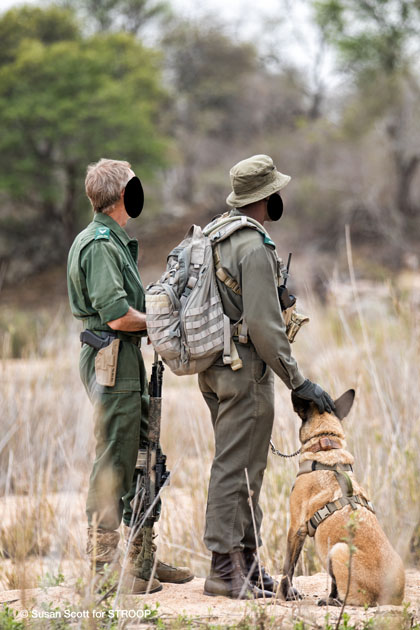 stroop wins kudu award, donates prize to kruger k9 unit