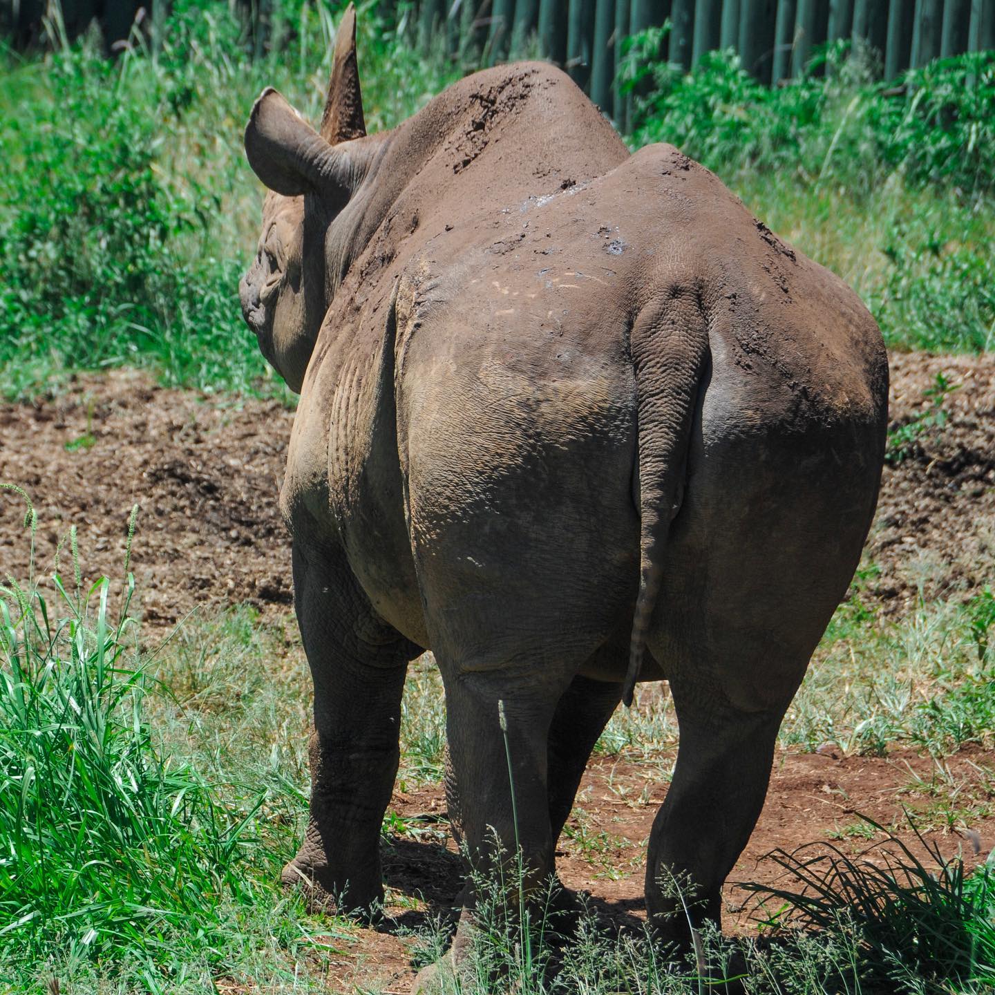 Worlds Oldest Rhino Dies in Tanzania at 57 - Foto En 