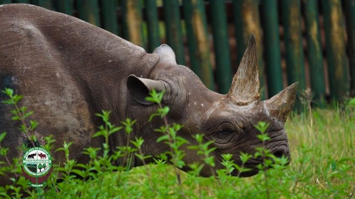 Fausta oldest rhino dies in tanzania